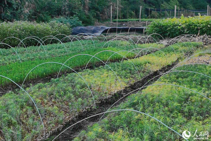 清流縣保障性苗圃的育苗區(qū)。人民網(wǎng) 楊灝昱攝