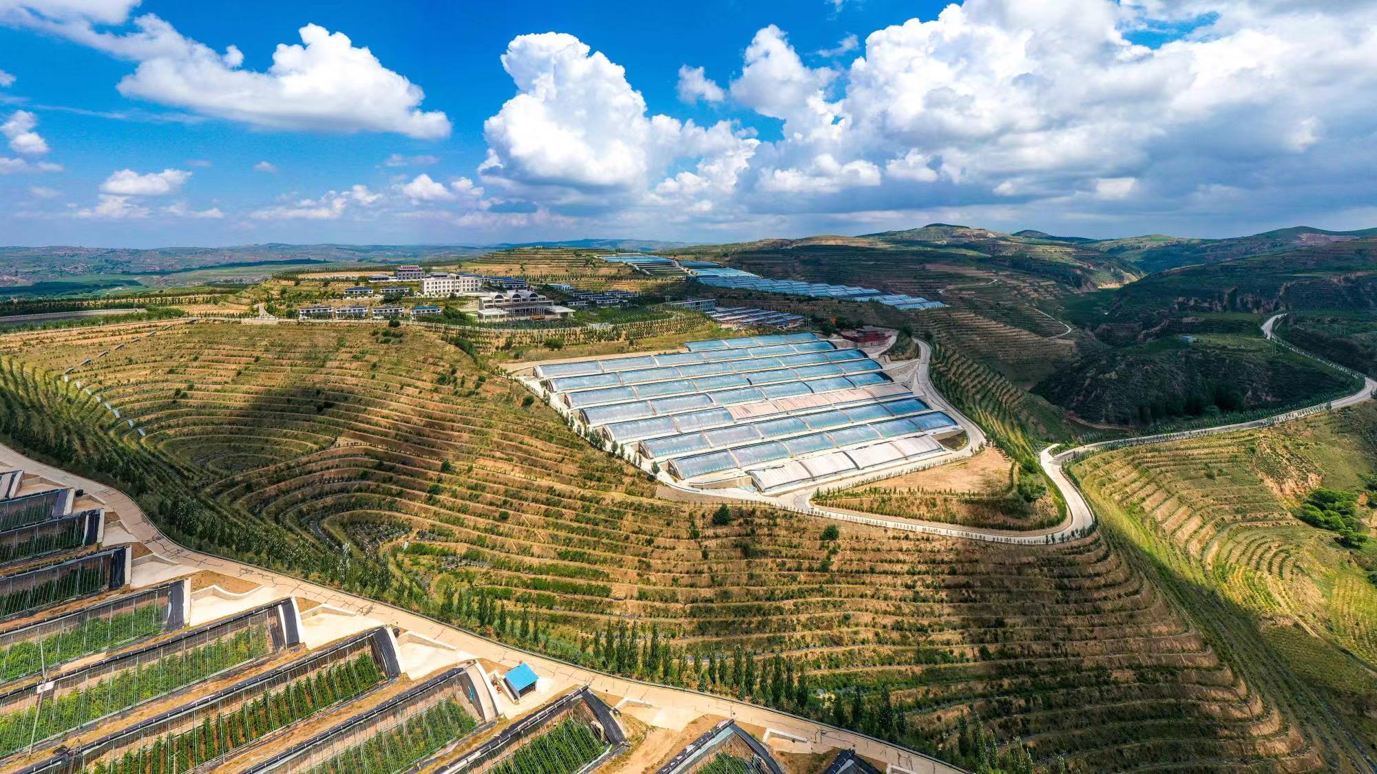 榆嶺窊村豐禾農(nóng)場的果蔬大棚。