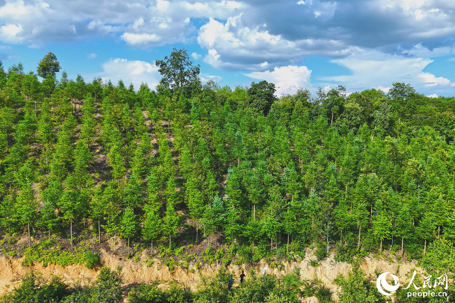 “一林三吃”的經(jīng)營模式豐富了林下經(jīng)濟(jì)的多樣性。人民網(wǎng) 李昌乾攝