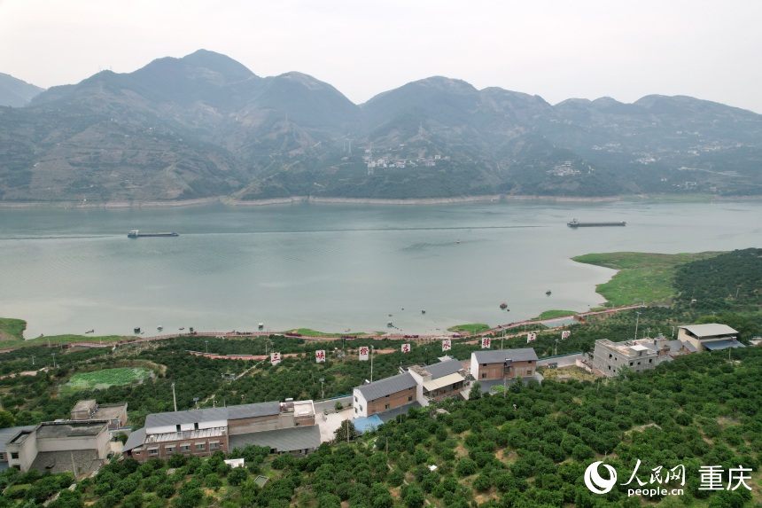 三沱村正以“三峽橙莊”建設(shè)為契機(jī)，描繪鄉(xiāng)村振興新圖景。人民網(wǎng)記者 劉政寧攝