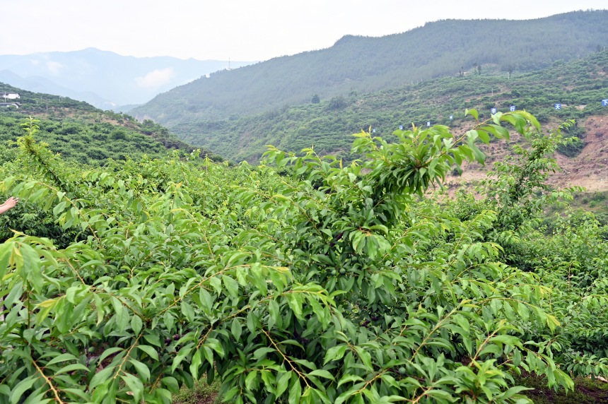 柑園村漫山遍野的脆李樹(shù)。鄒樂(lè)攝