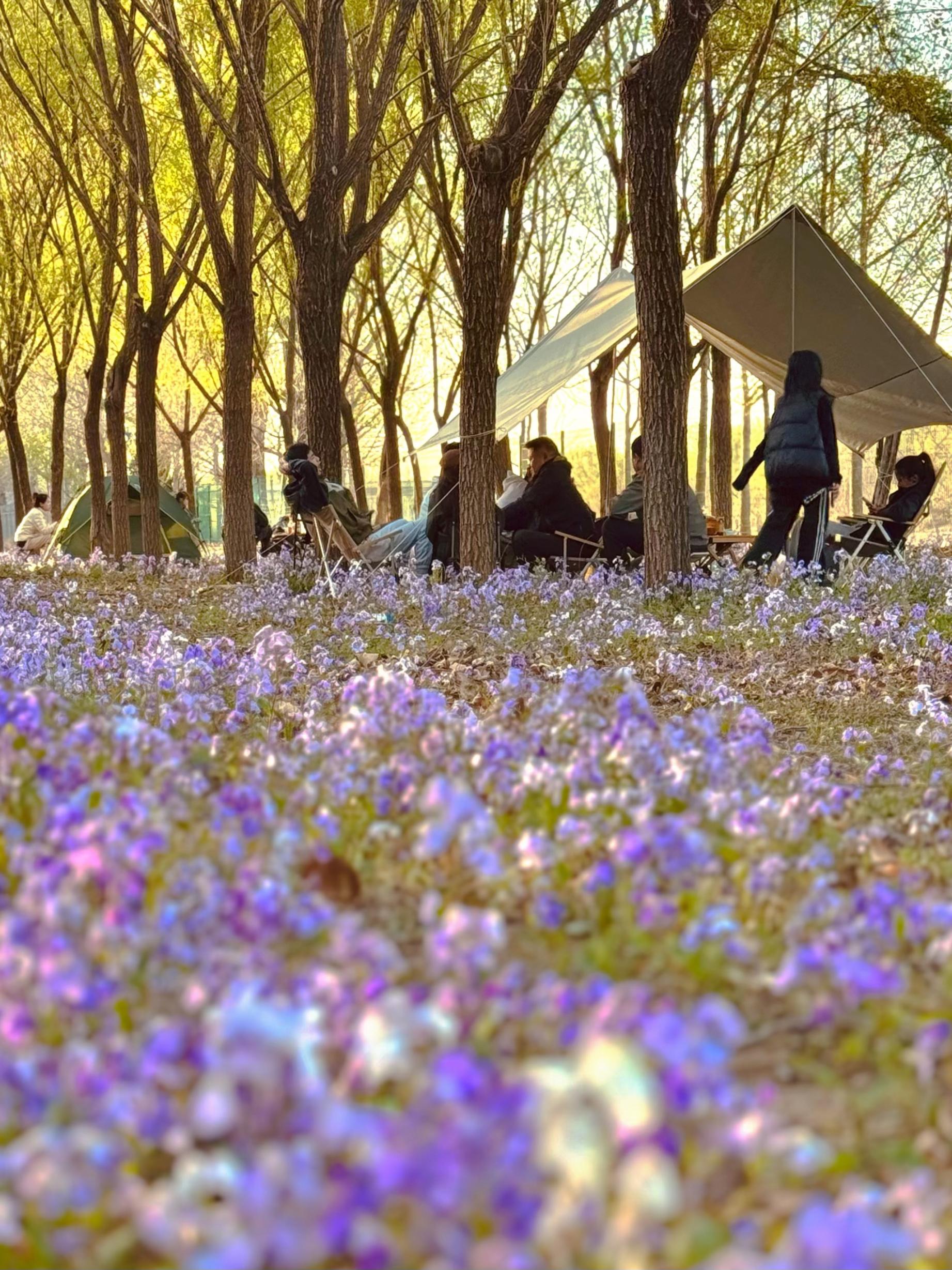 清明假期期間，范女士一家在北京溫榆河邊露營。受訪者供圖