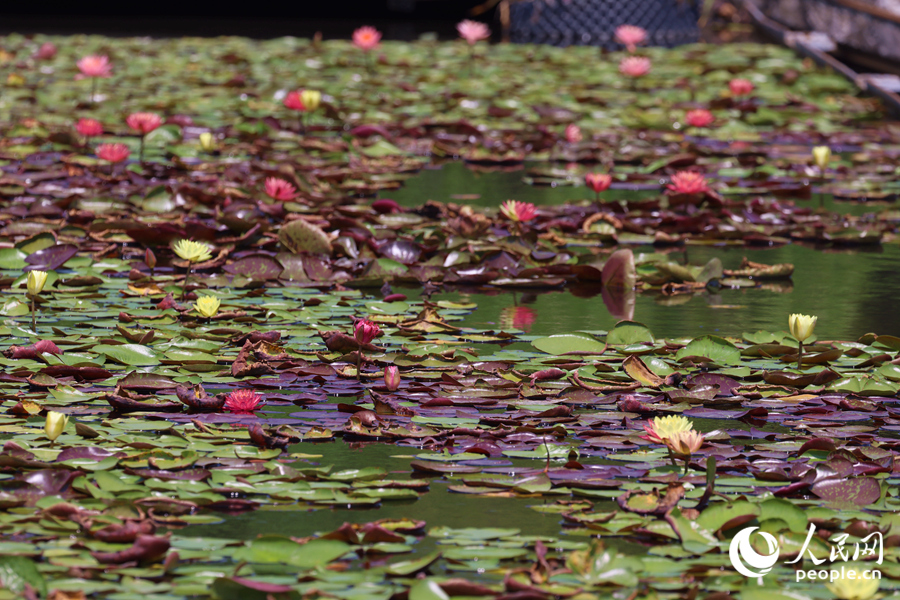 藏在繁花深處的3朵雙色睡蓮。人民網(wǎng)記者 陳博攝