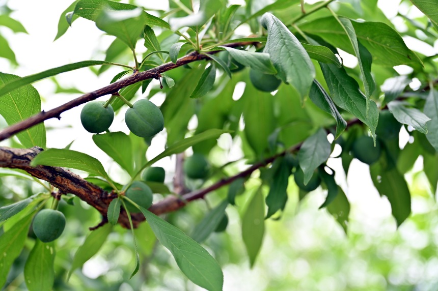 巫山縣曲尺鄉(xiāng)柑園村的脆李樹(shù)掛滿青果。鄒樂(lè)攝