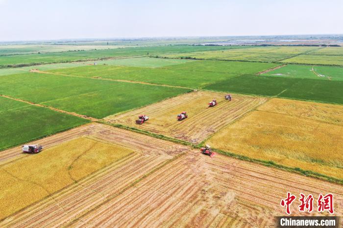圖為在南昌縣大田農(nóng)社，收割機(jī)正在收割早稻?！⒘?攝