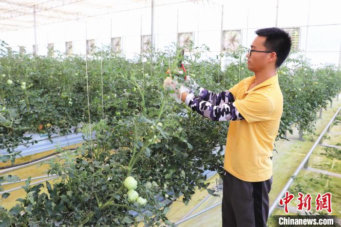 圖為在紅谷灘區(qū)元宇宙·VR數(shù)字農(nóng)業(yè)示范基地七彩番茄培育車間內(nèi)，農(nóng)業(yè)技術(shù)員正在對(duì)番茄植株進(jìn)行修剪?！⌒苠\陽 攝