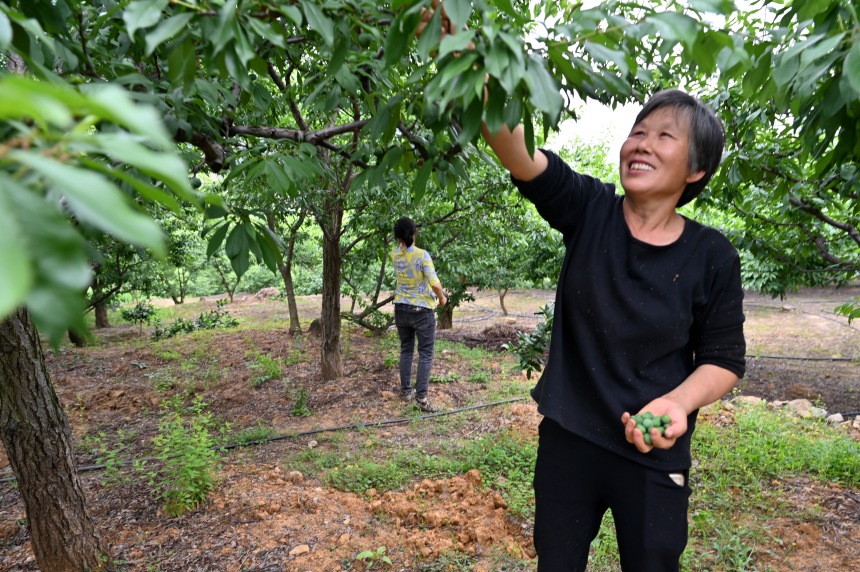 村民們搶抓農(nóng)時(shí)，忙著為脆李樹(shù)疏果。鄒樂(lè)攝