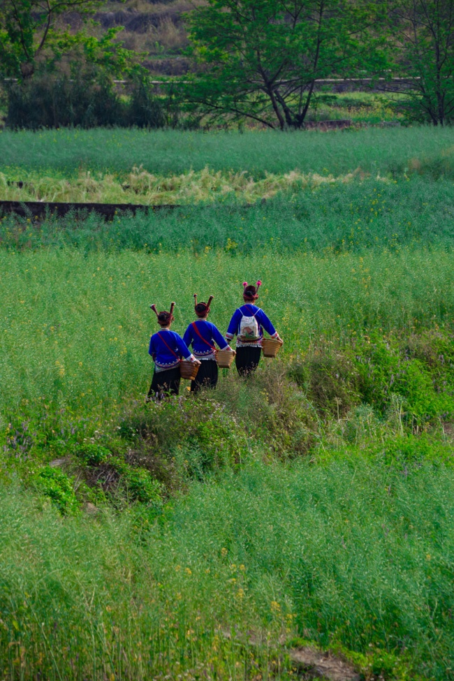 世外桃源春光好。網(wǎng)友“二流攝影師”攝