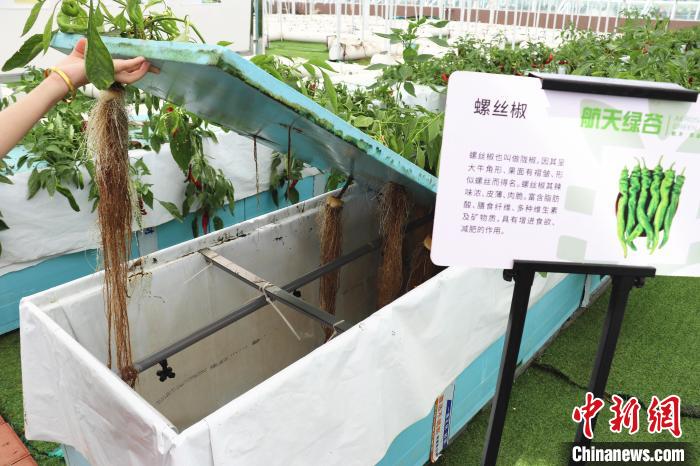 圖為在南昌市紅谷灘區(qū)元宇宙·VR數(shù)字農(nóng)業(yè)示范基地氣霧培養(yǎng)車間里，螺絲椒長勢(shì)良好。　熊錦陽 攝