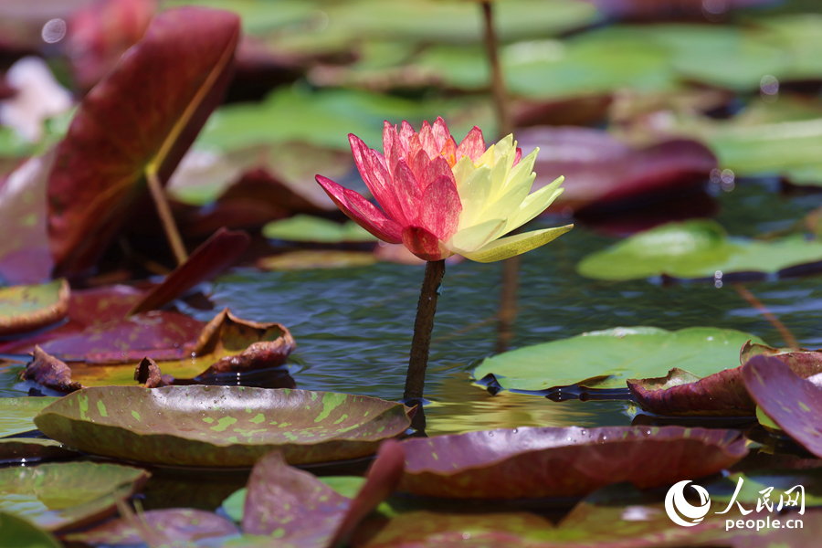 亭亭玉立于水中央的雙色睡蓮。人民網(wǎng)記者 陳博攝