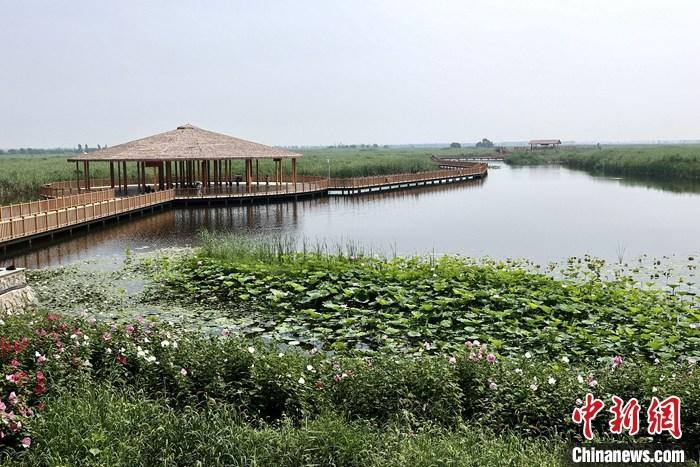 從完成頂層設(shè)計到如火如荼大規(guī)模建設(shè)，六年來，雄安新區(qū)如春天的竹子一般拔節(jié)生長，這座承載千年大計的“未來之城”已雄姿初顯。從“一張白紙”開始著墨，如今的雄安新區(qū)已是濃墨重彩的“山水畫”。<a target='_blank' href='/'>中新社</a>記者近日走訪了雄安新區(qū)多地，從“藍(lán)綠金”三色感受這座“未來之城”的巨大變化。圖為7月20日，河北白洋淀上荷花滿淀、蘆花搖曳。 <a target='_blank' href='/'>中新社</a>記者 易海菲 攝